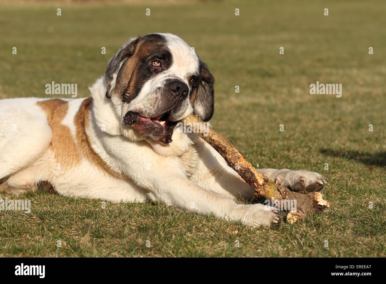 A saint bernard toy hi-res stock photography and images - Alamy