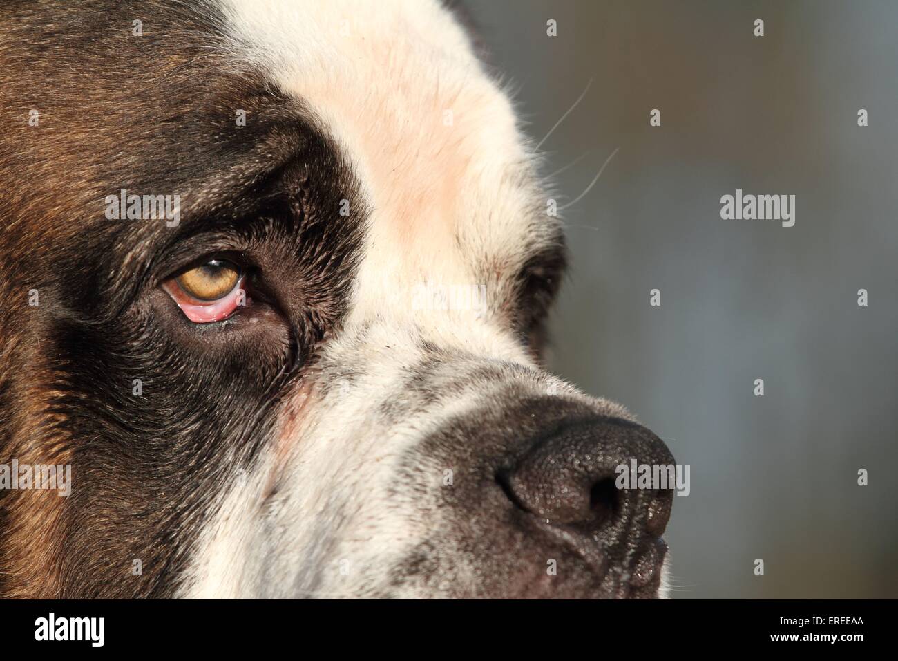 Saint bernard with blue eyes 2025