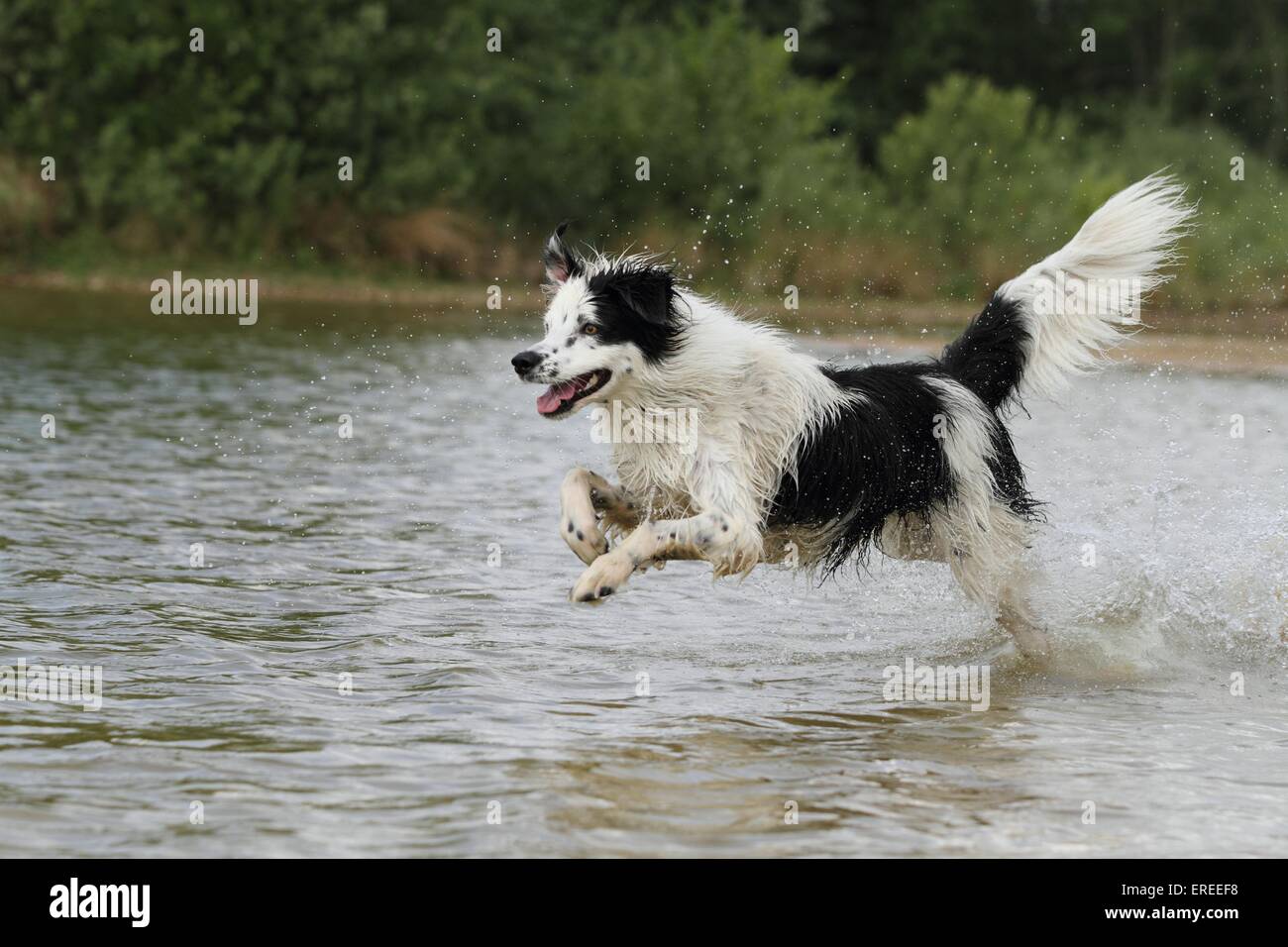 running Border Collie Stock Photo - Alamy