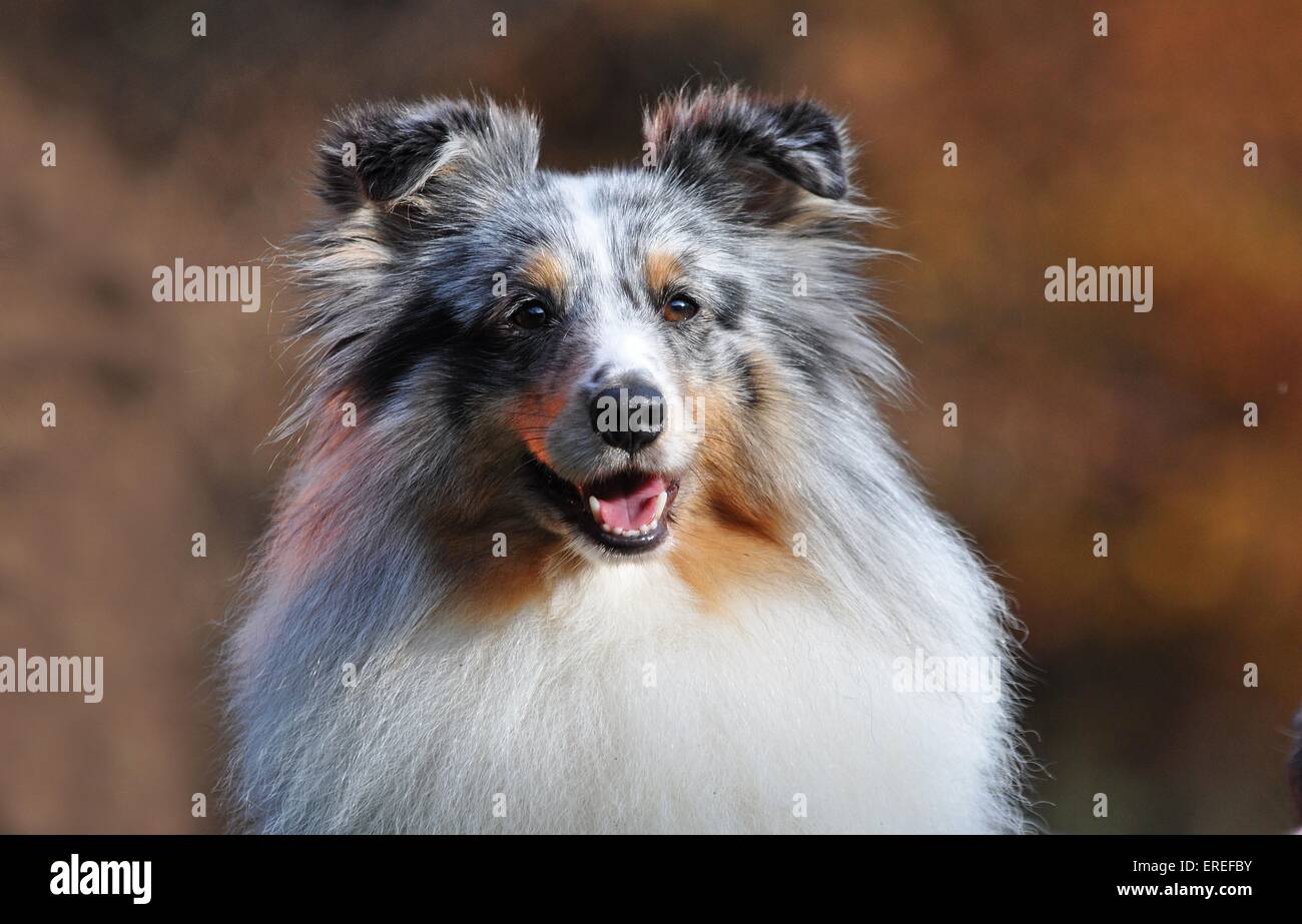 Shetland Sheepdog Portrait Stock Photo - Alamy