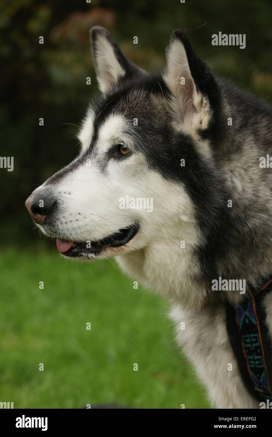 Siberian Husky Portrait Stock Photo