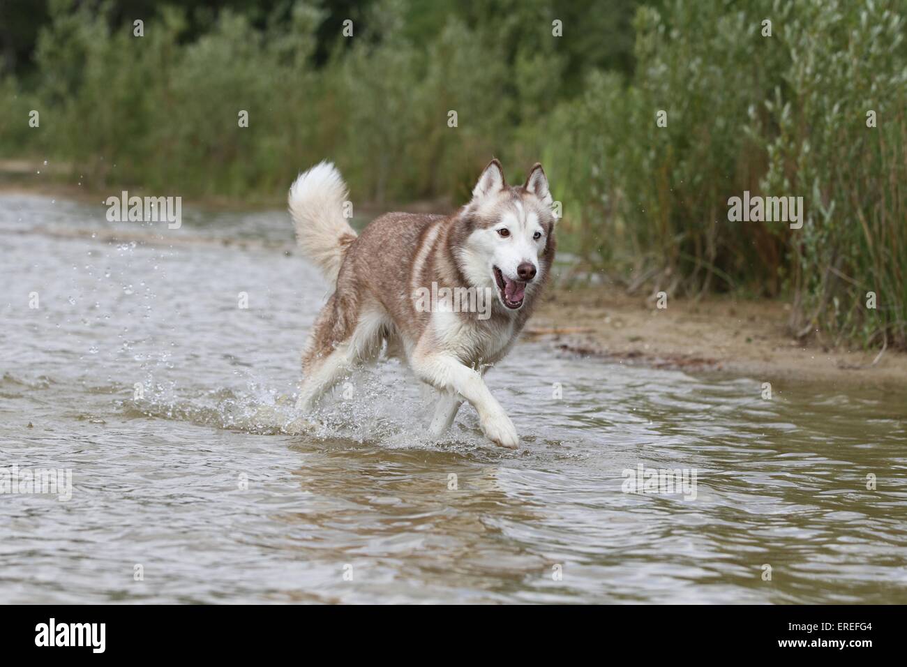 bathing Siberian Husky Stock Photo