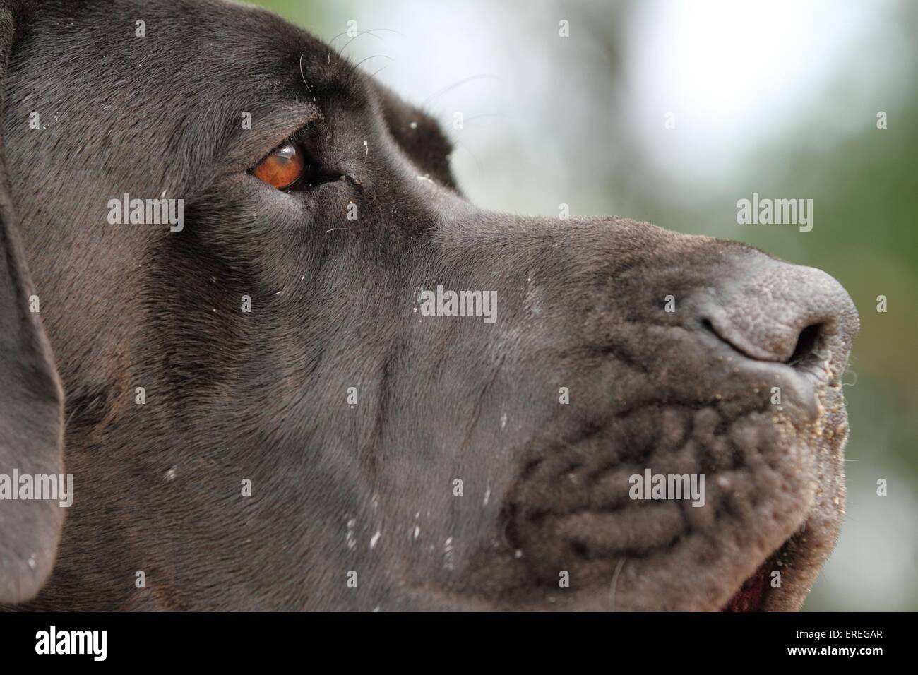 Great Dane face Stock Photo