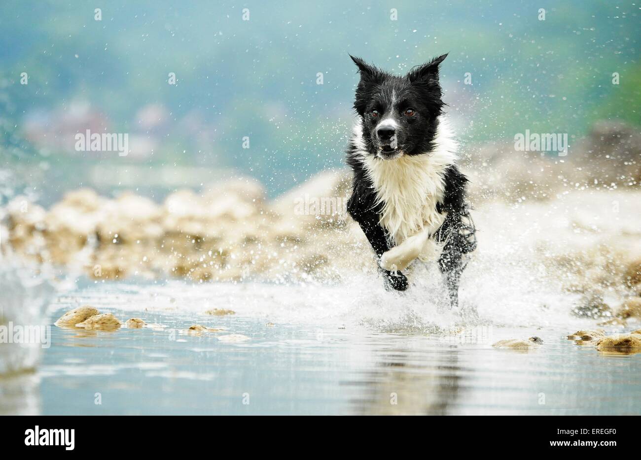 running Border Collie Stock Photo - Alamy