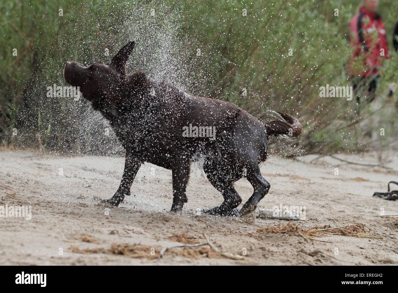 shaking Labrador Retriever Stock Photo Alamy