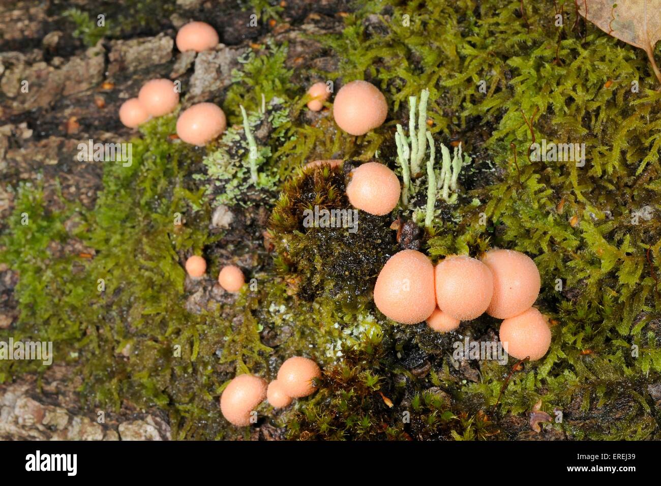 Wolf's milk slime balls (Lycogale terrestre), alongside a clump of Pixie cup lichen (Cladonia fimbriata) on a mossy log. Stock Photo