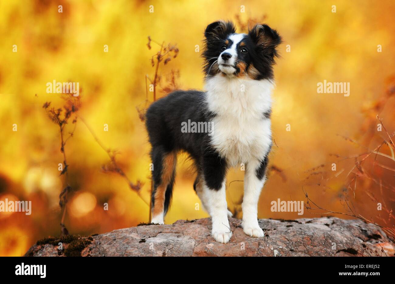 standing Shetland Sheepdog Stock Photo - Alamy