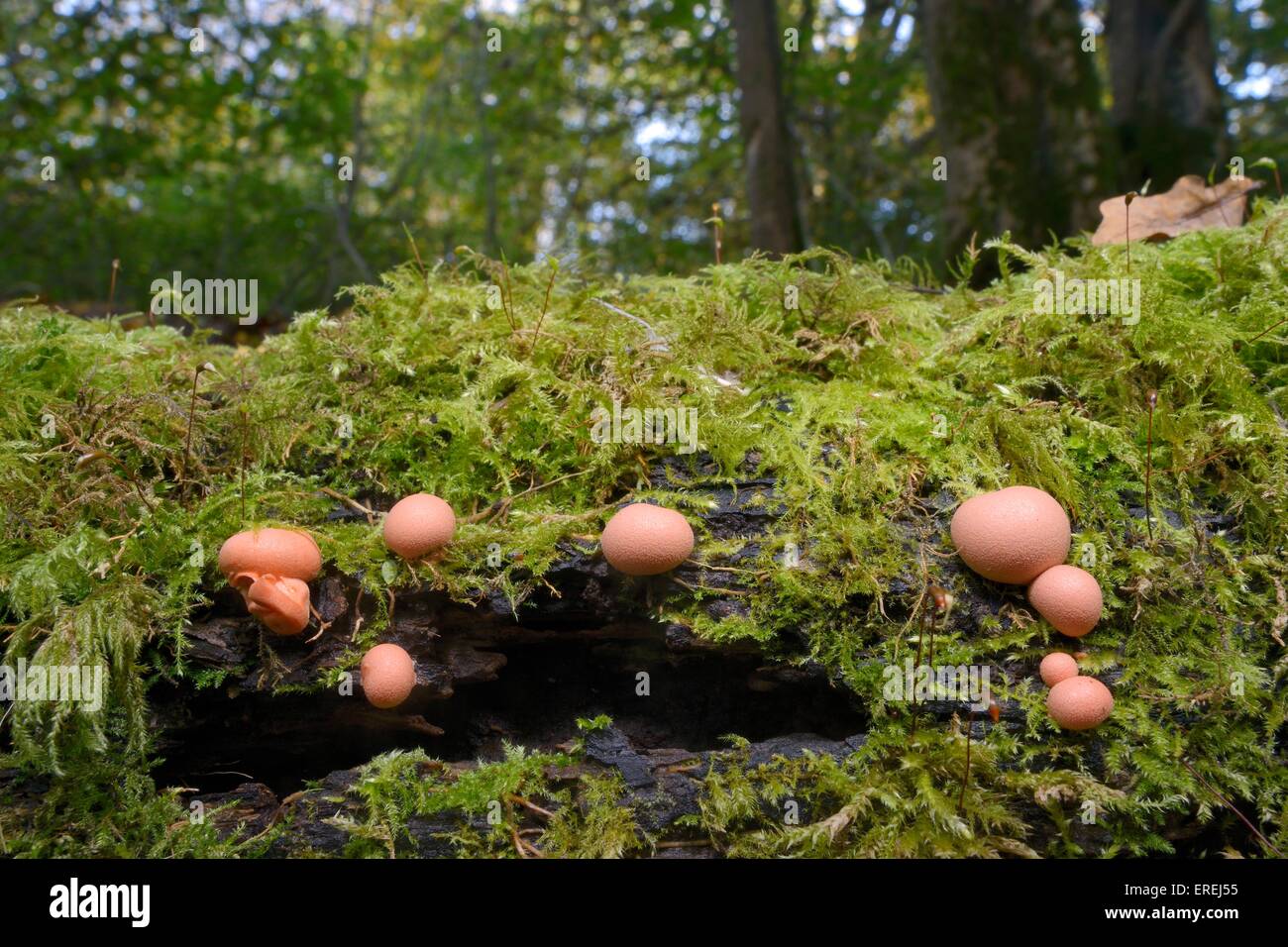 Wolf's milk slime balls (Lycogale terrestre), the spore forming reproductive phase of this slime mould, on a mossy log. Stock Photo