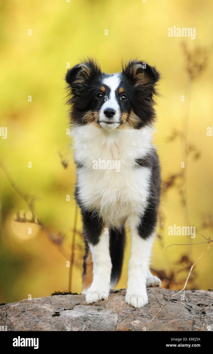 standing Shetland Sheepdog Stock Photo - Alamy
