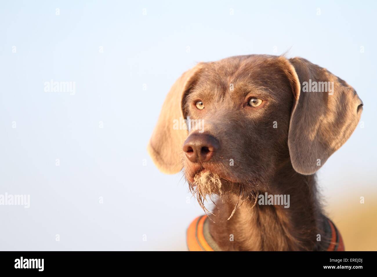 Slovakian wire-haired pointing dog portrait Stock Photo