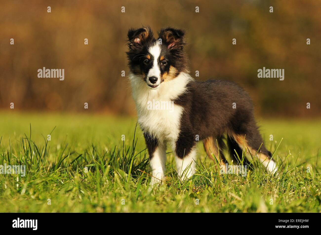 standing Shetland Sheepdog Stock Photo - Alamy