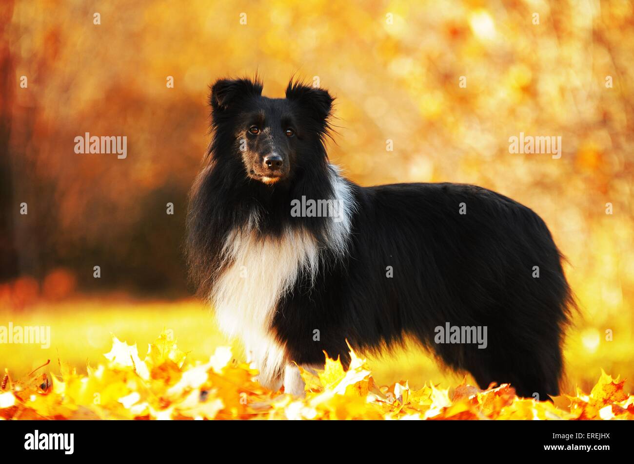 standing Shetland Sheepdog Stock Photo - Alamy