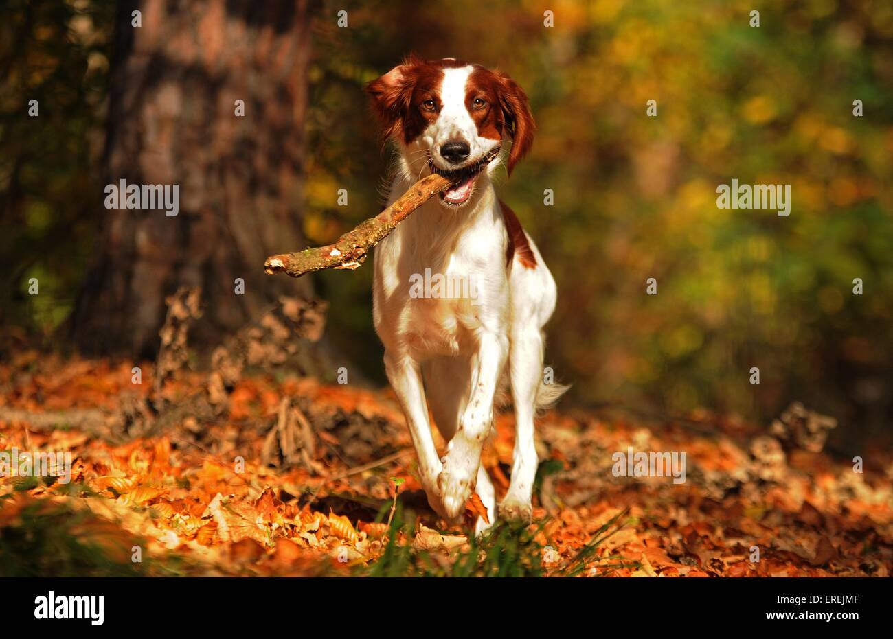 playing Irish red-and-white Setter Stock Photo - Alamy