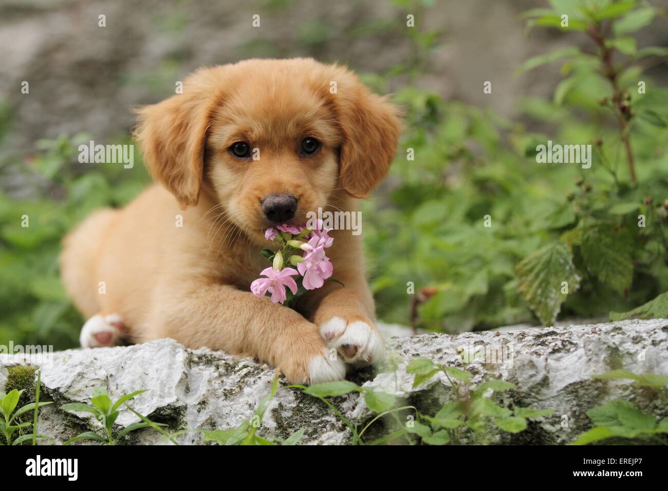 Page 3 - Toller Puppy High Resolution Stock Photography and Images - Alamy