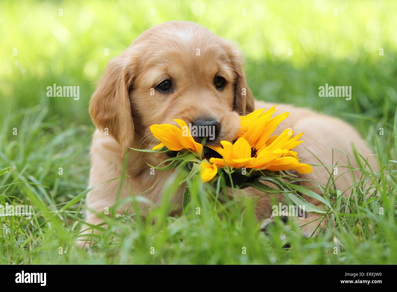 Golden Retriever Puppy Stock Photo Alamy