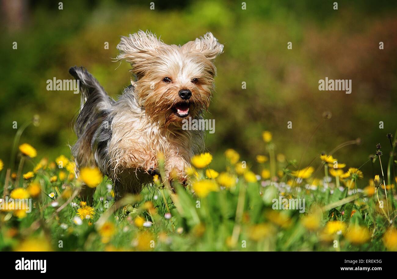 running Yorkshire-Terrier-Mongrel Stock Photo