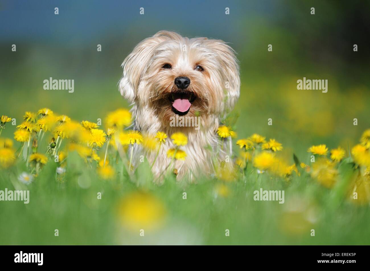 Yorkshire-Terrier-Mongrel portrait Stock Photo