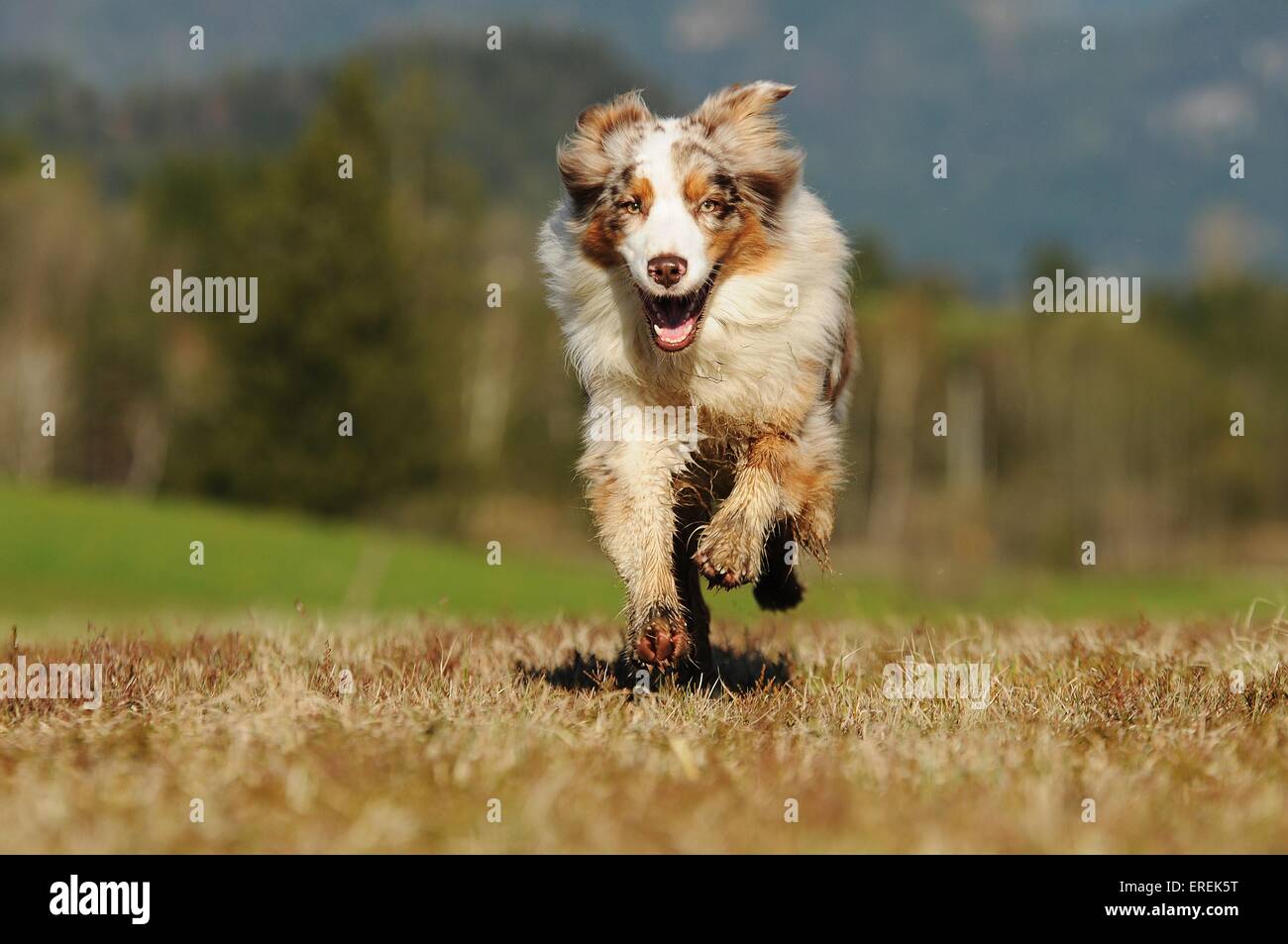running Australian Shepherd Stock Photo Alamy