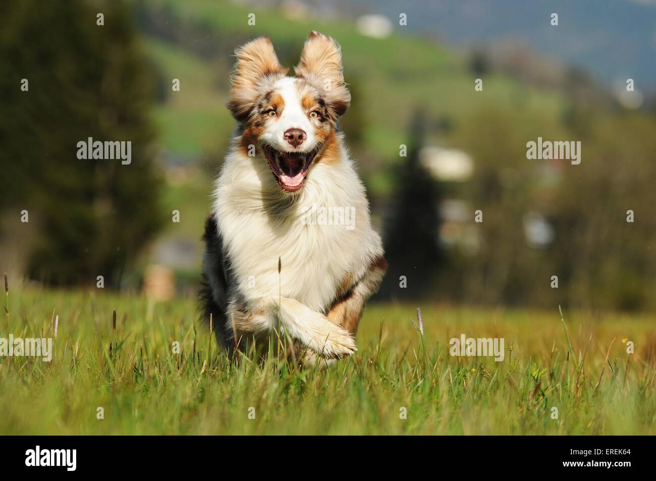 running Australian Shepherd Stock Photo Alamy