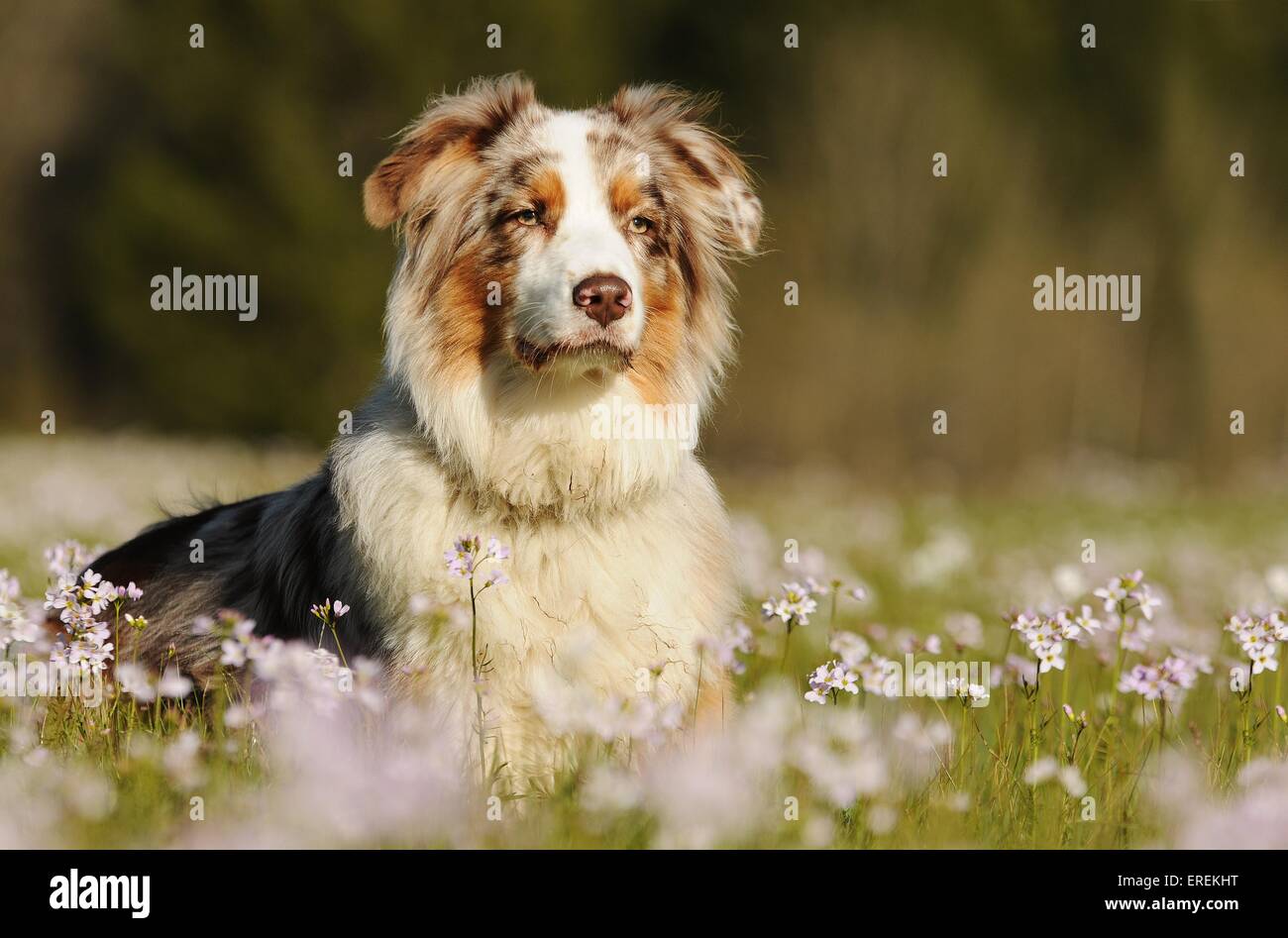 Australian Shepherd Portrait Stock Photo - Alamy