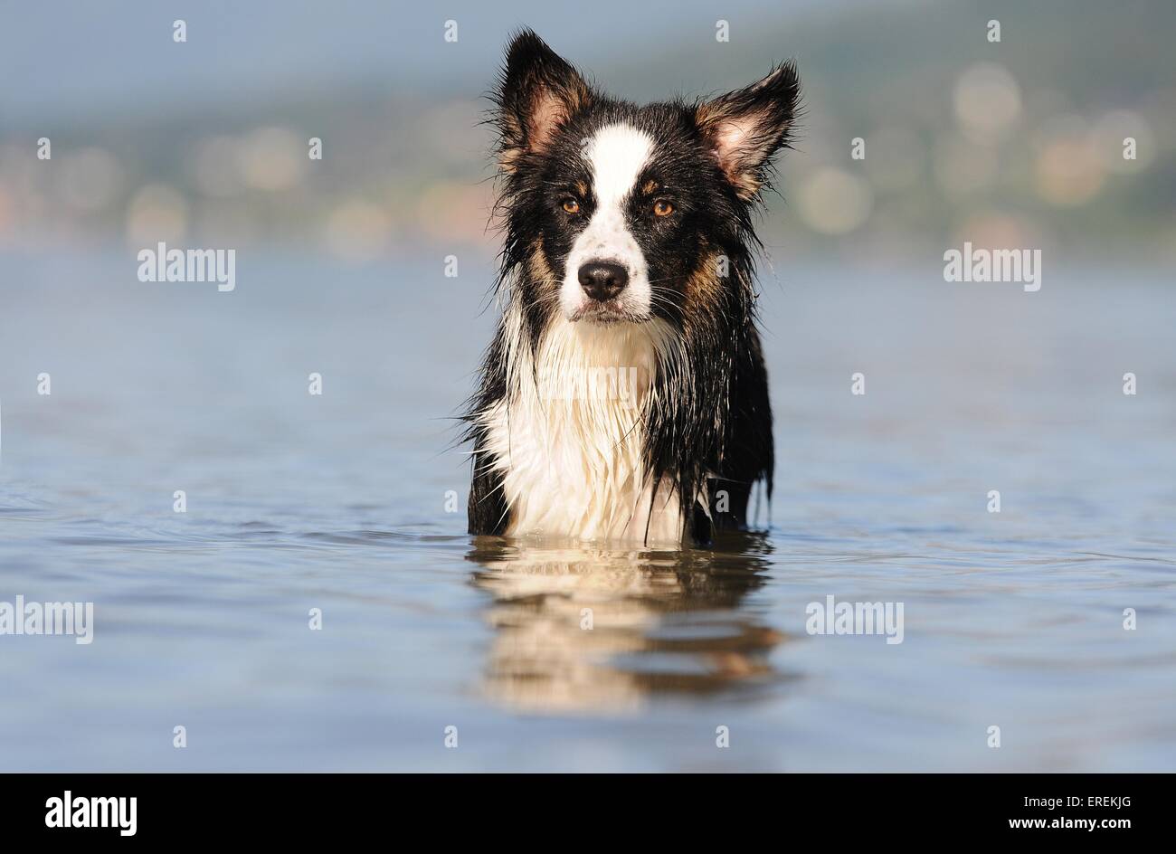 401 Australian Shepherd Border Collie Stock Photos, High-Res Pictures, and  Images - Getty Images