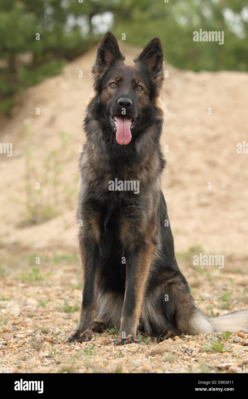 Old German Shepherd Dog Long Haired Stock Photos Old German