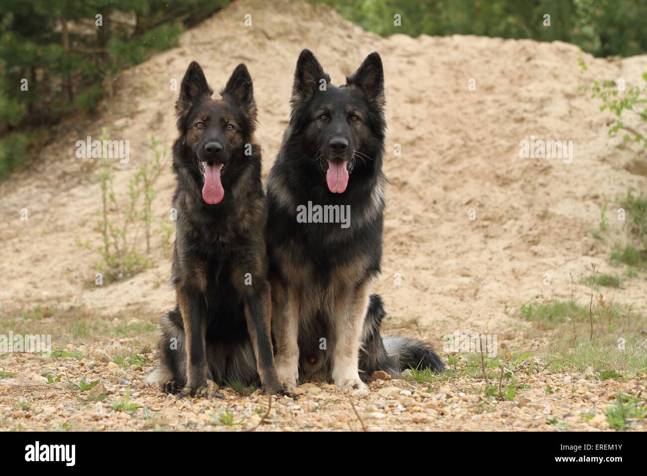 Two old german shepherds hires stock photography and images Alamy