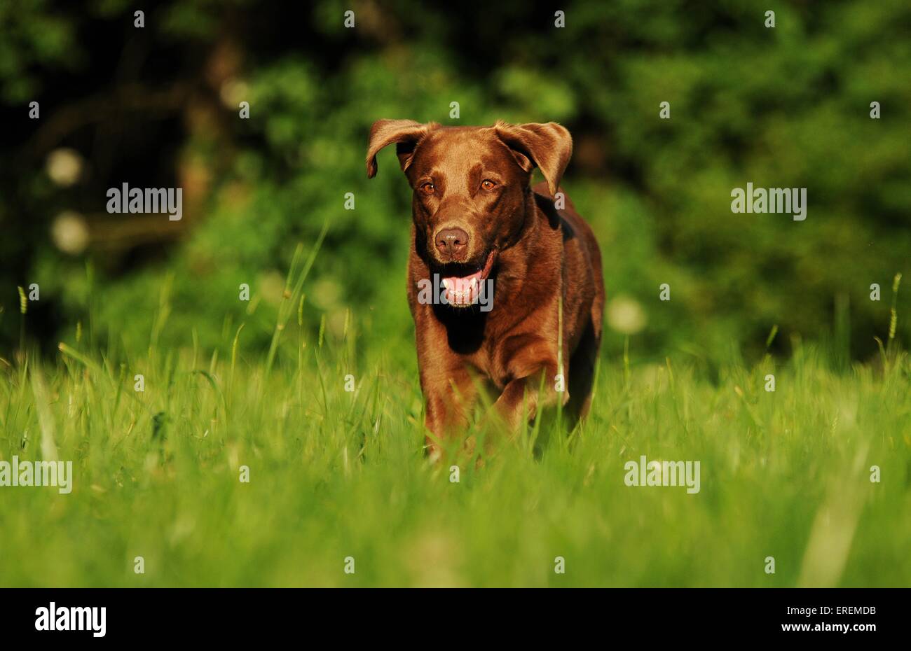 running Labrador Retriever Stock Photo Alamy