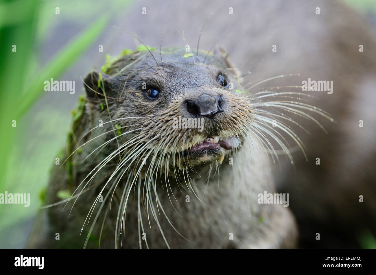 Otter's face with its whiskers, covered in green weed UK Stock Photo