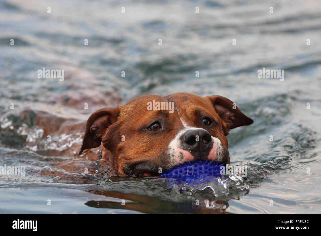Do Staffordshire Terriers Like To Swim