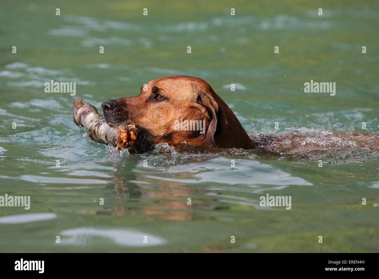 swimming Rhodesian Ridgeback Stock Photo Alamy