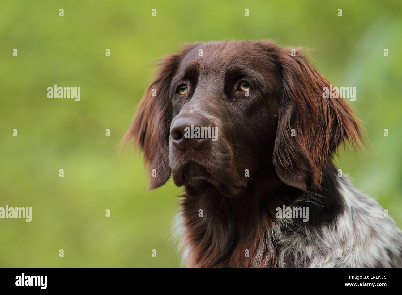 German longhaired Pointer portrait Stock Photo
