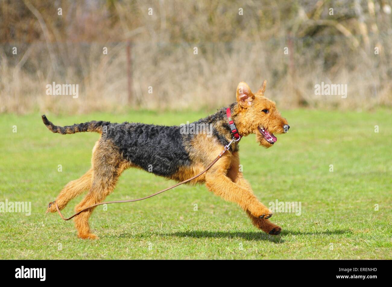 Airedale sales terrier running