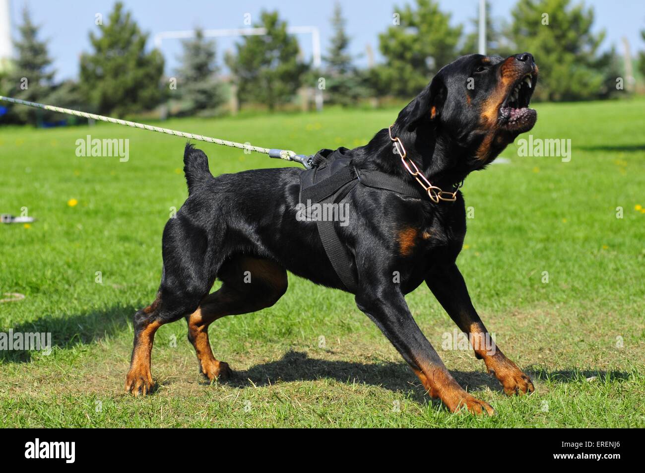 Rottweiler barking hi-res stock photography and images - Alamy