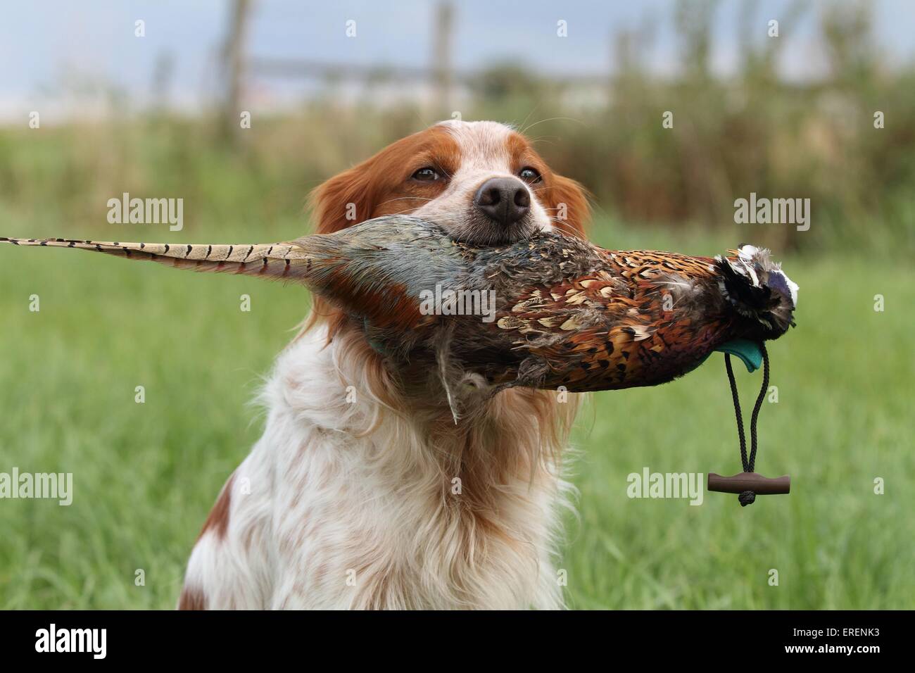 Epagneul breton hi-res stock photography and images - Alamy