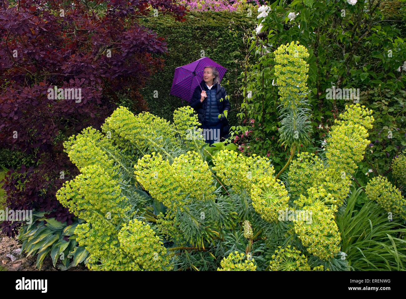 Elderly woman standing amongst her foliage in her garden, Hampshire, UK. Stock Photo