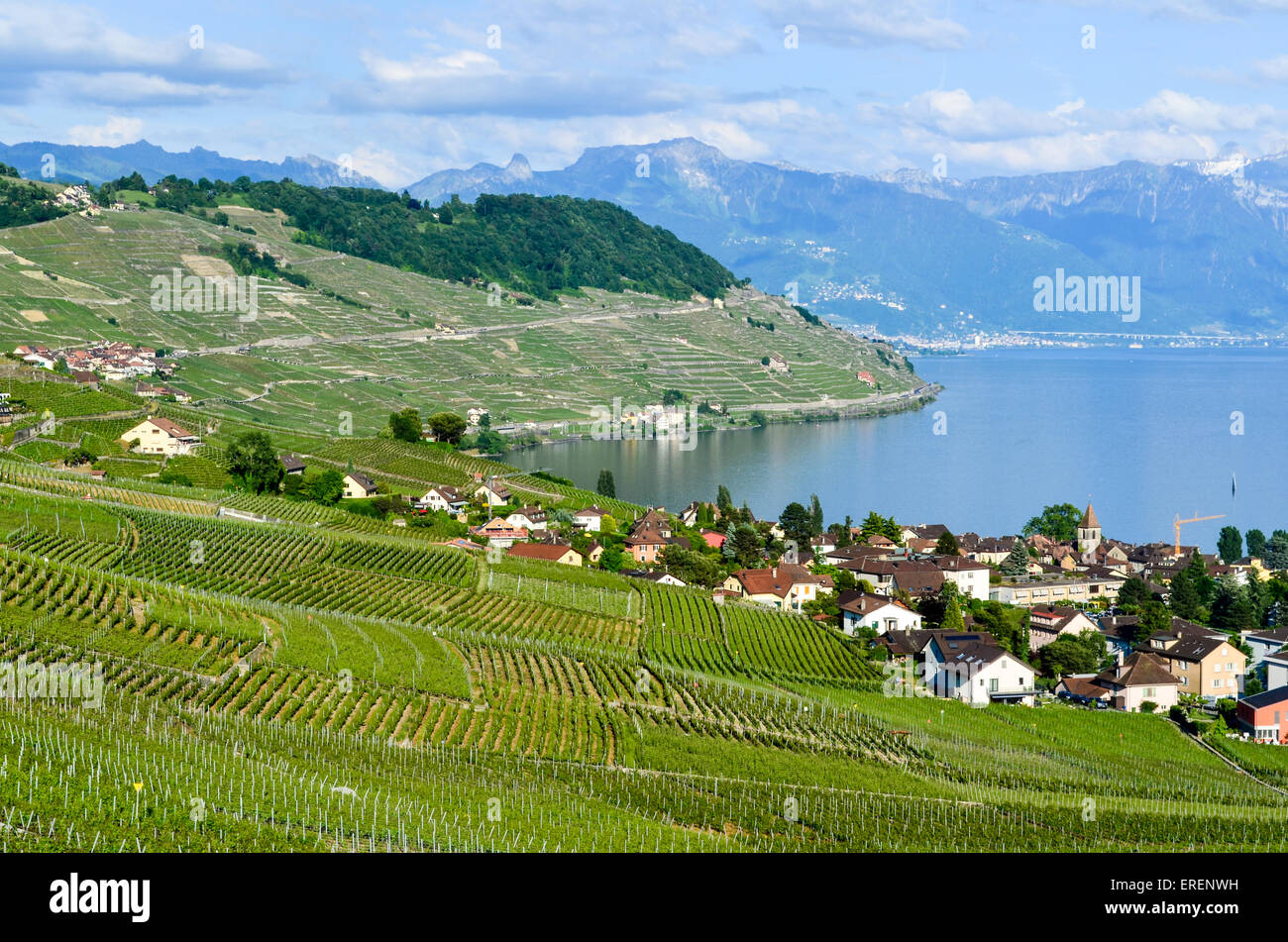 Vineyards of the Lavaux, Switzerland, by Lake Geneva Stock Photo
