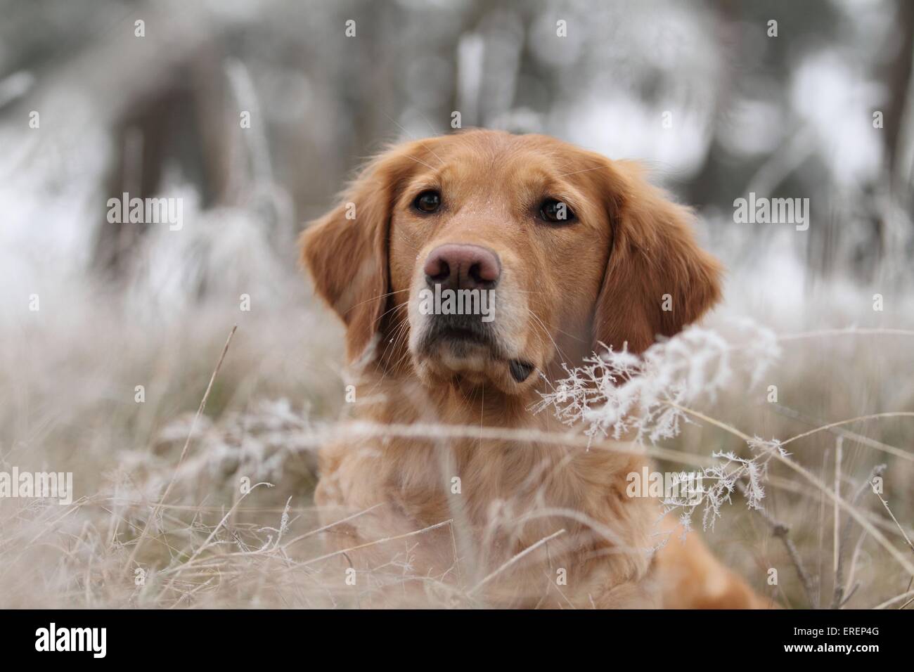 Golden Retriever Portrait Stock Photo - Alamy