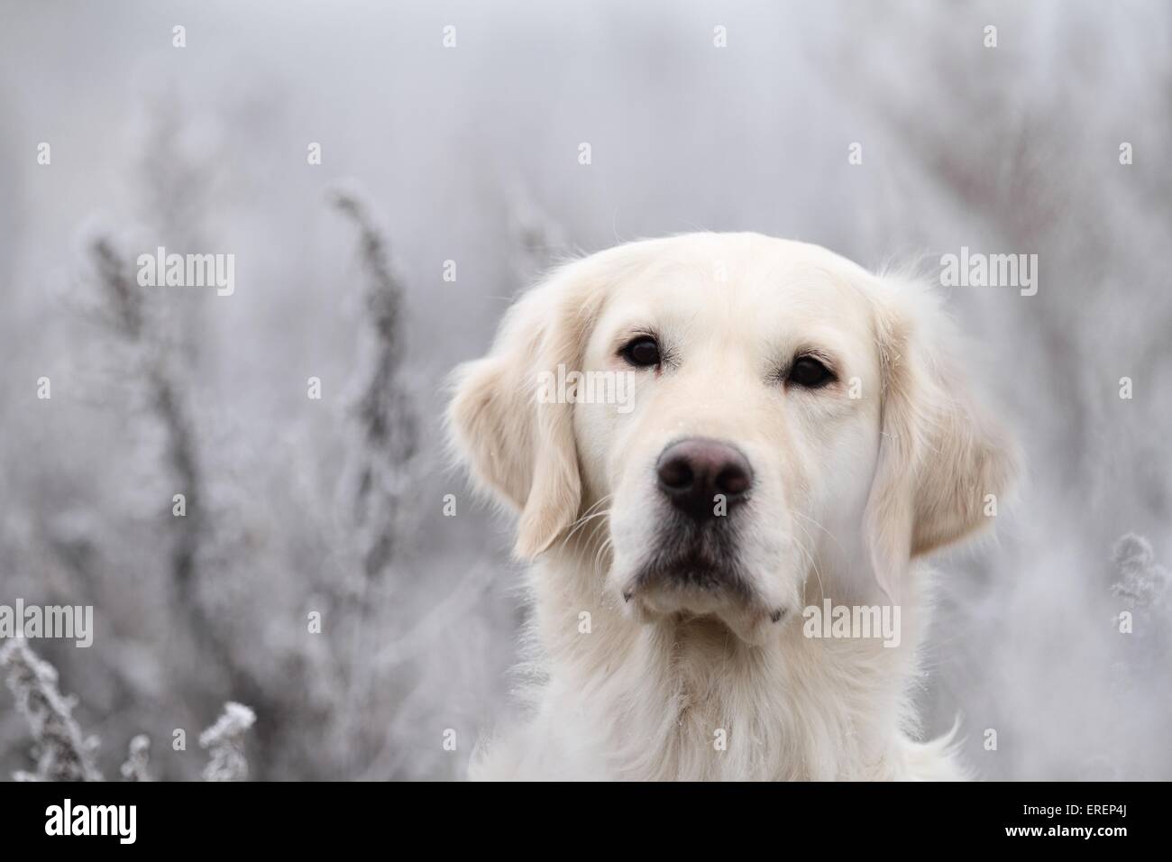 Golden Retriever Portrait Stock Photo - Alamy