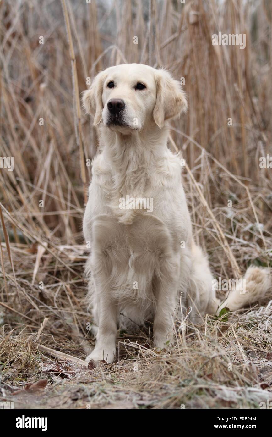 sitting Golden Retriever Stock Photo - Alamy