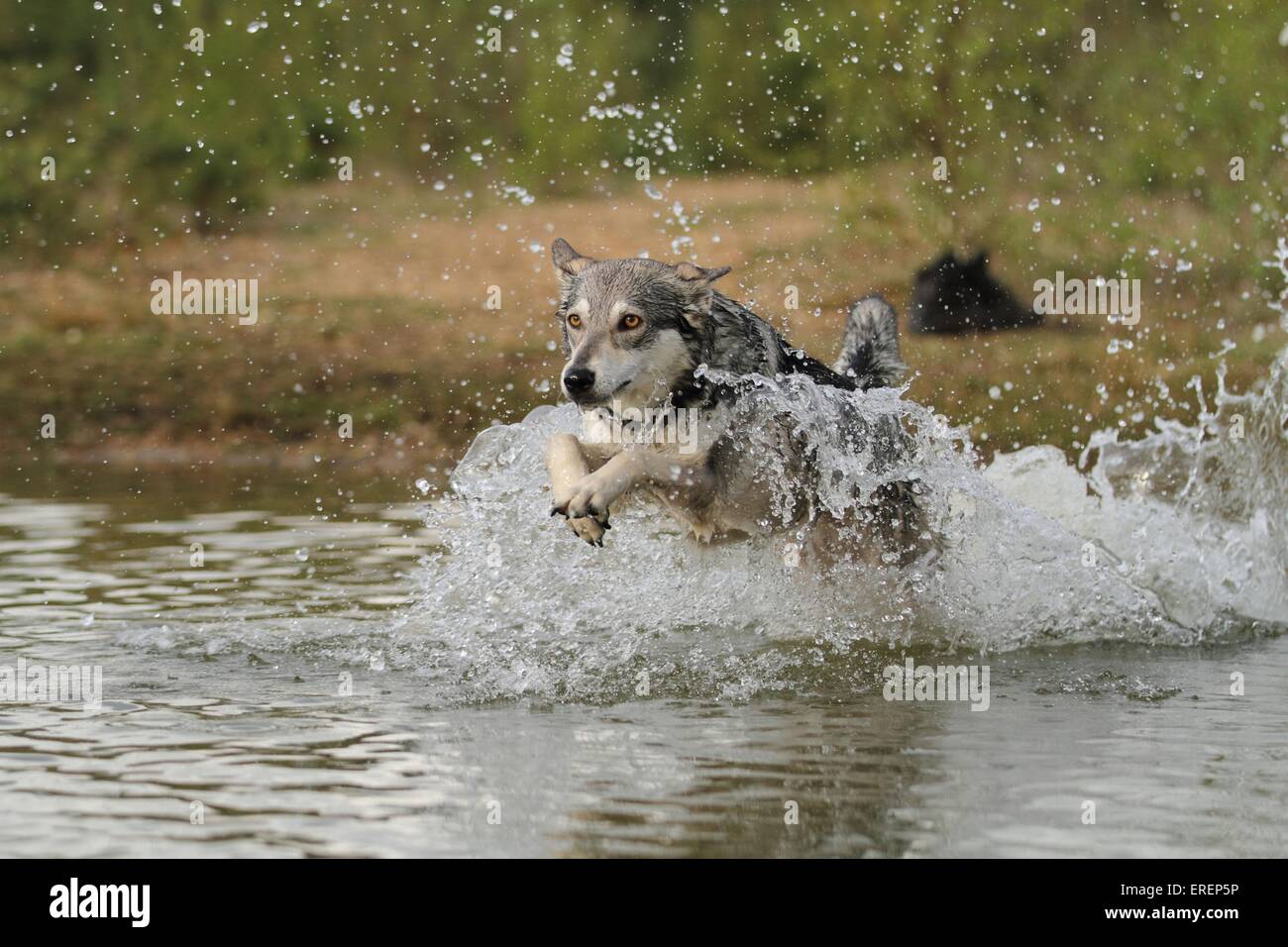 running mongrel Stock Photo