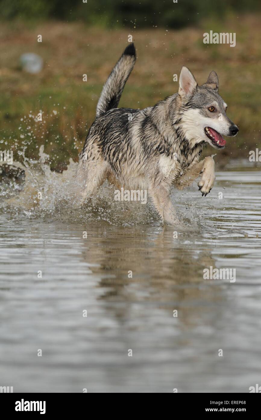 running mongrel Stock Photo