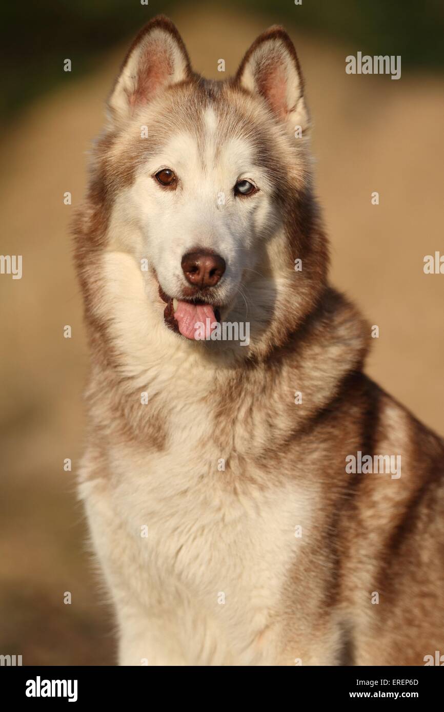 Siberian Husky portrait Stock Photo