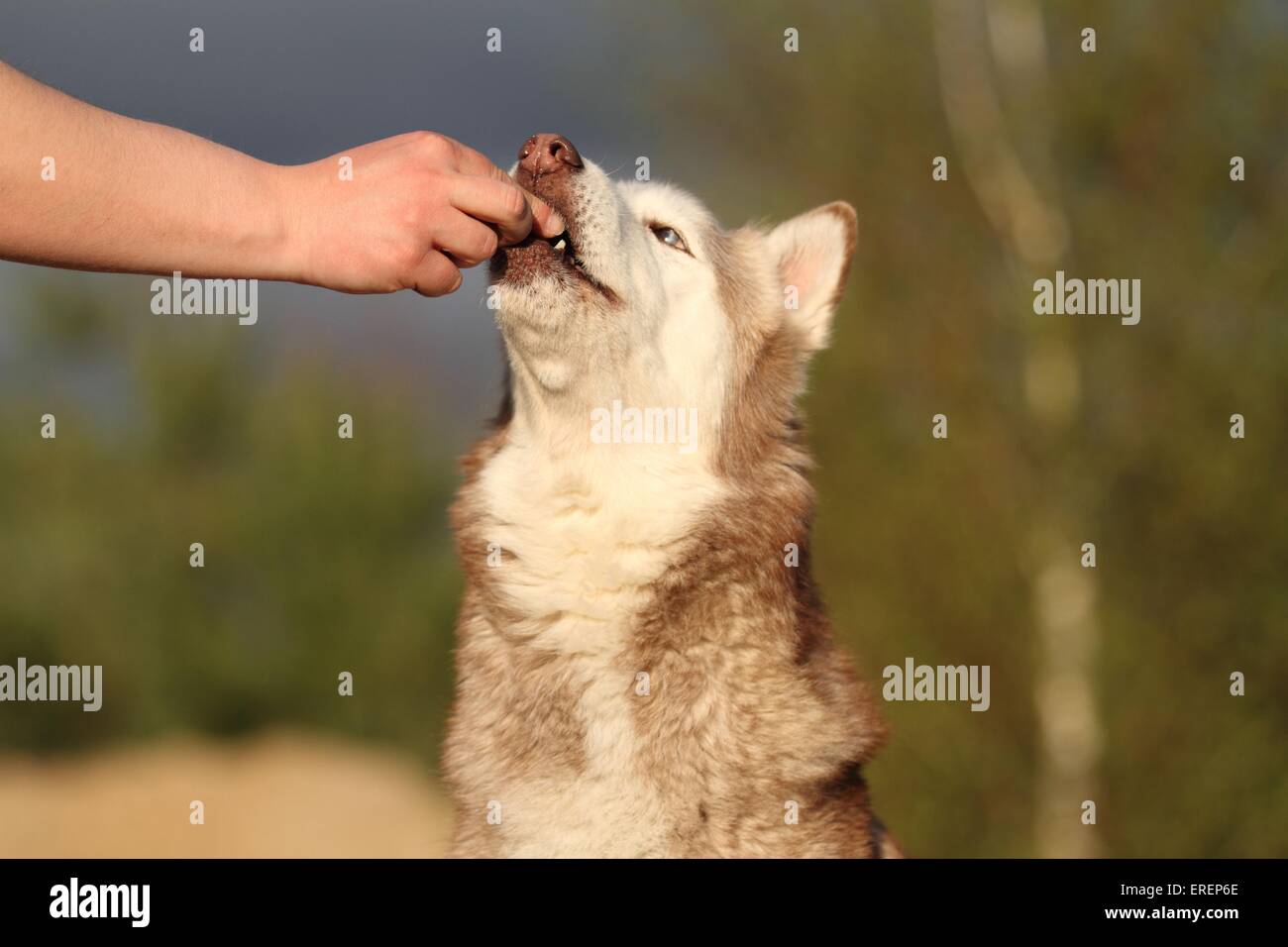 feeding a Siberian Husky Stock Photo