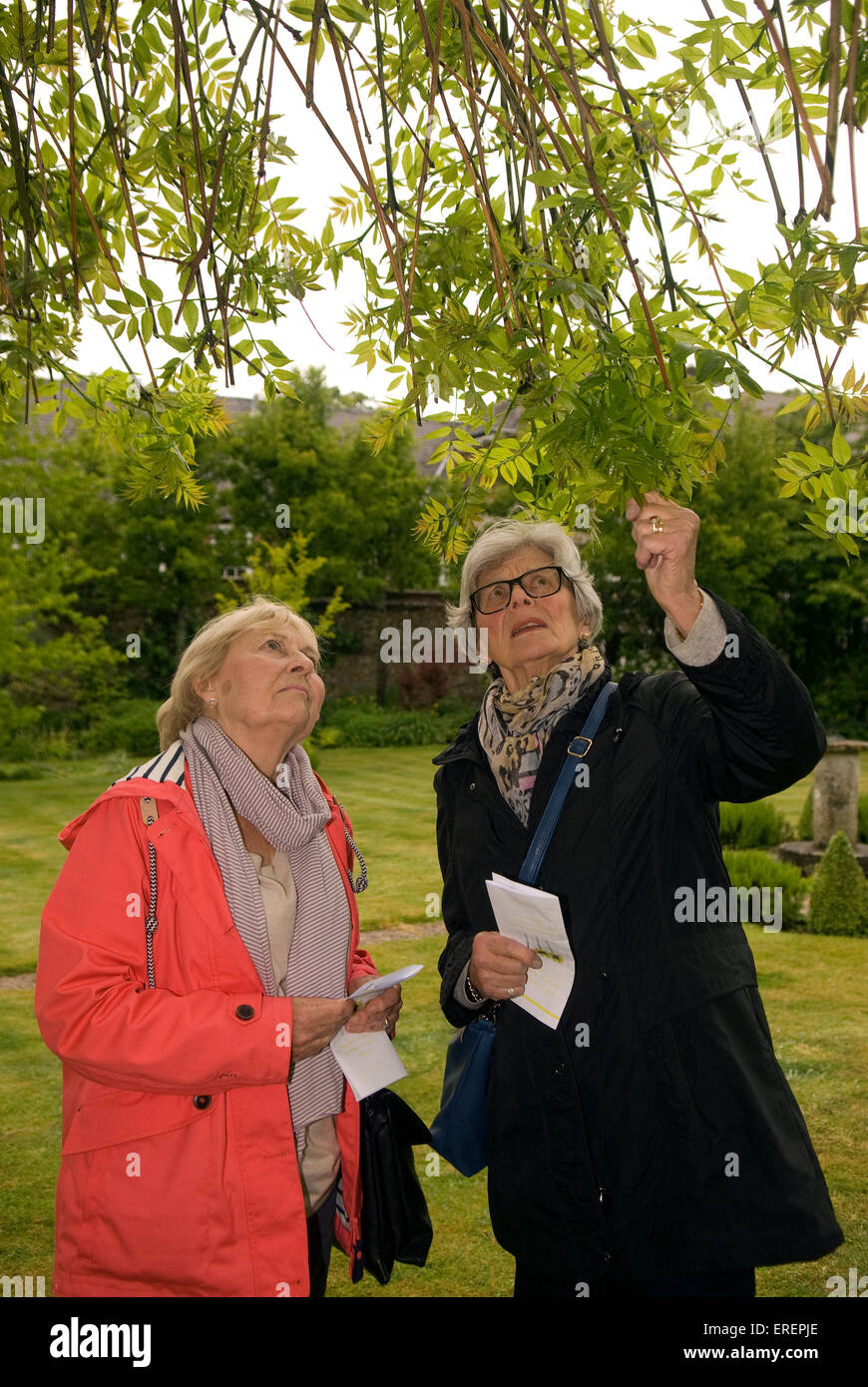 Two elderly women examining a Weeping Willow tree in a garden in