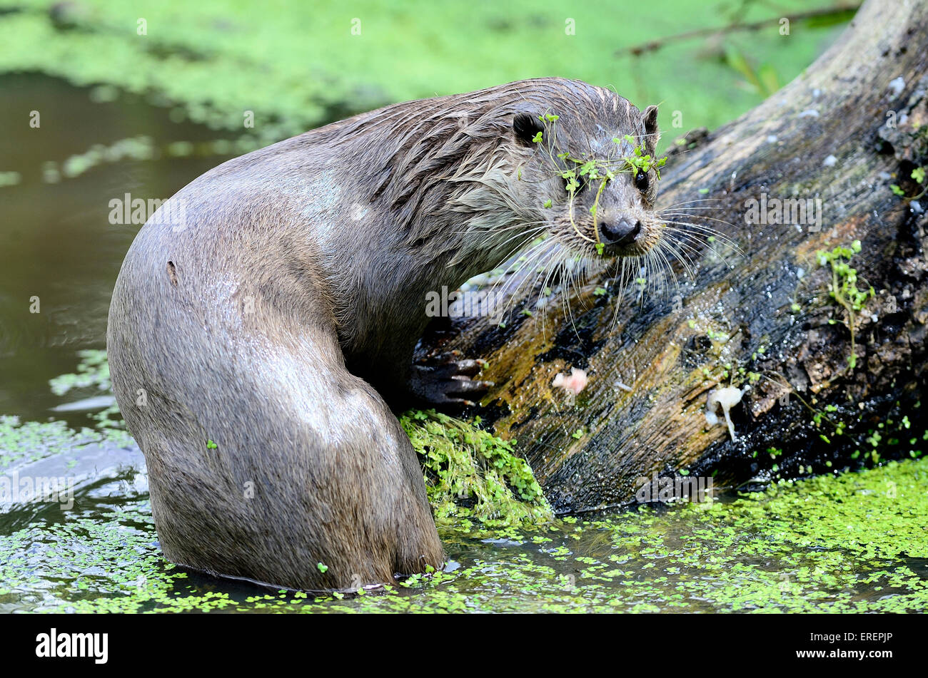 Otter climbing out of the water UK Stock Photo