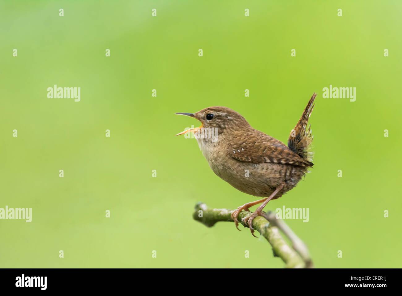 winter wren Stock Photo