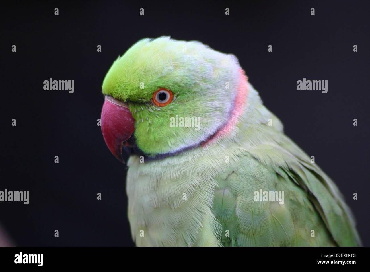 parakeet Stock Photo