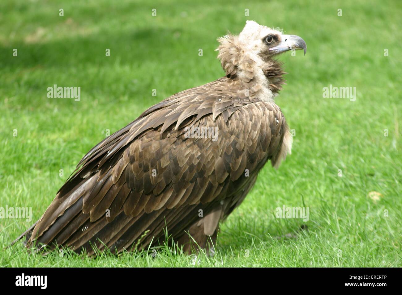 Black vulture bird profile view hires stock photography and images Alamy