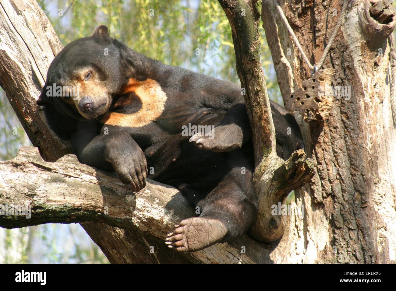 sun bear Stock Photo